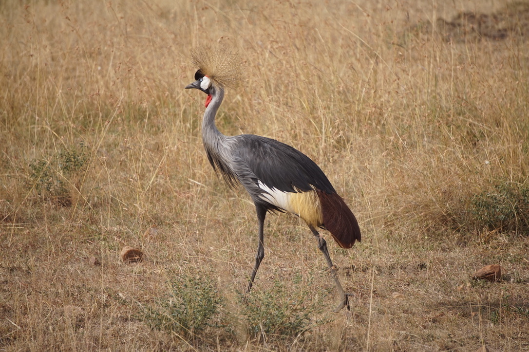 african crane