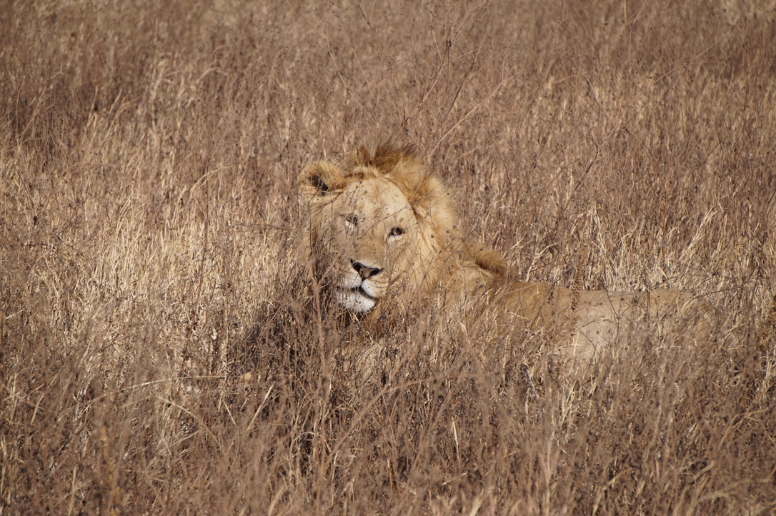 Lion in dried tall grass