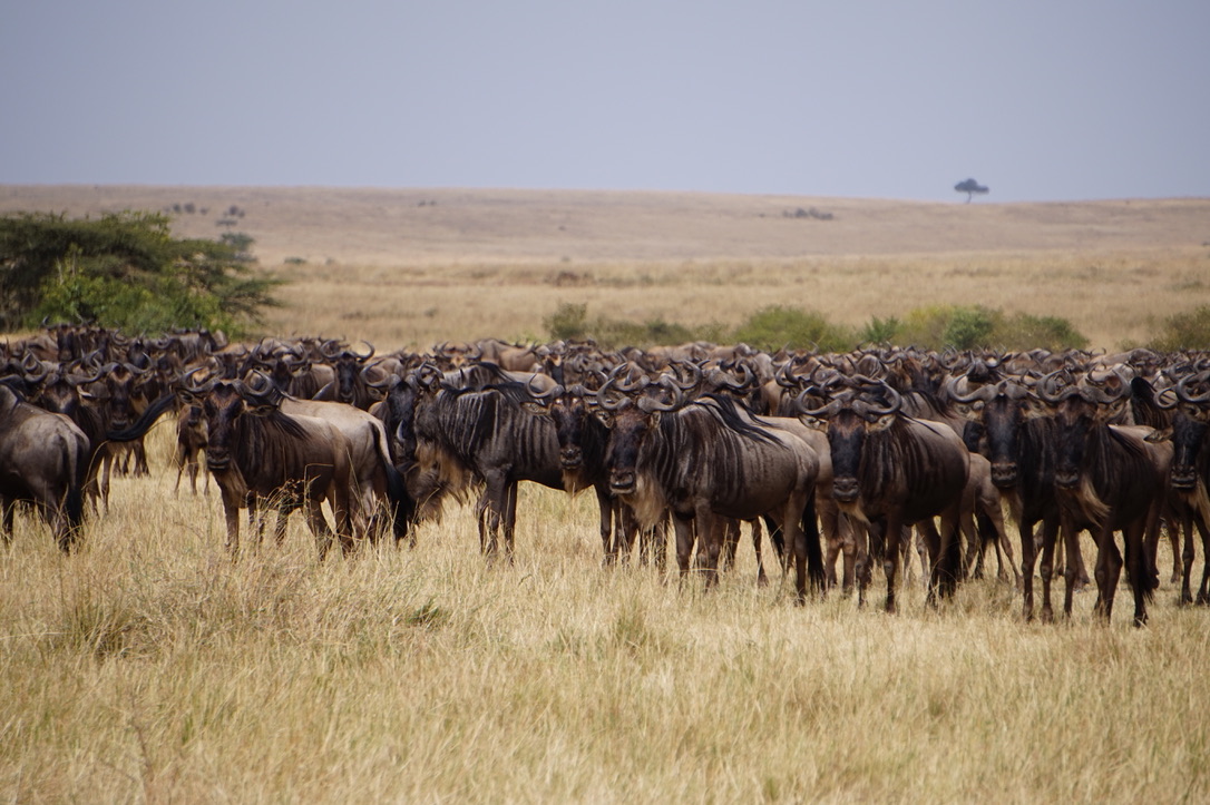 wilderbeast migration