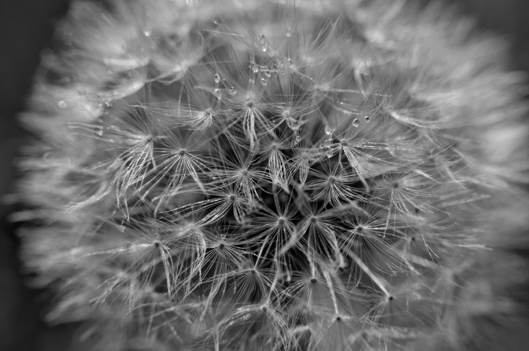 Seeding Dandelion with Dew Drops