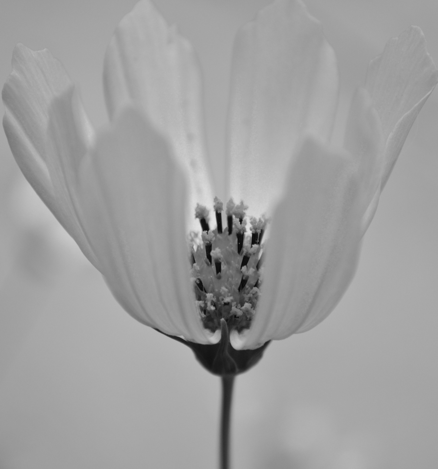 flower-greyscale